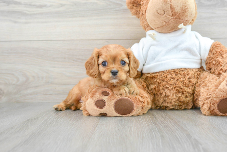 Happy Cavalier King Charles Spaniel Purebred Puppy