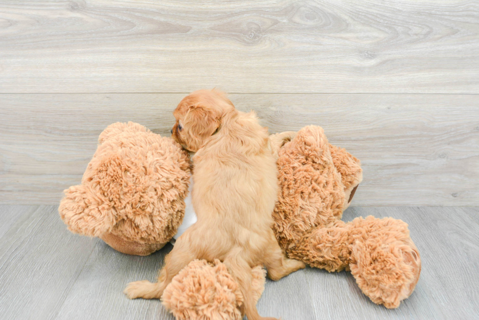 Friendly Cavalier King Charles Spaniel Purebred Pup