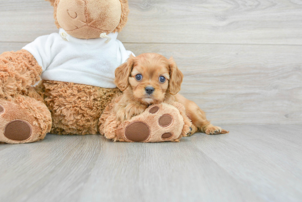 Cavalier King Charles Spaniel Puppy for Adoption
