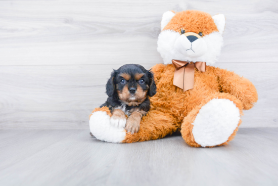 Best Cavalier King Charles Spaniel Baby