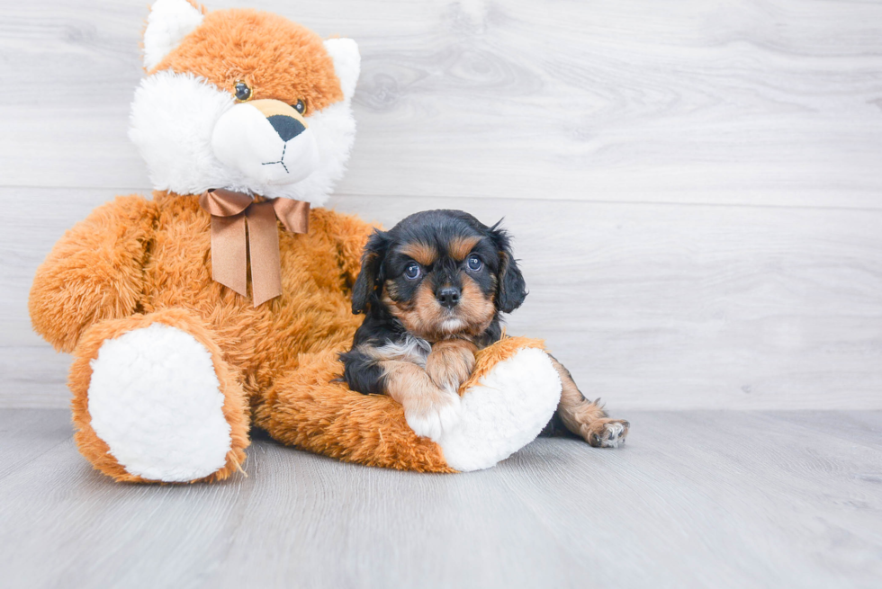 Hypoallergenic Cavalier King Charles Spaniel Baby