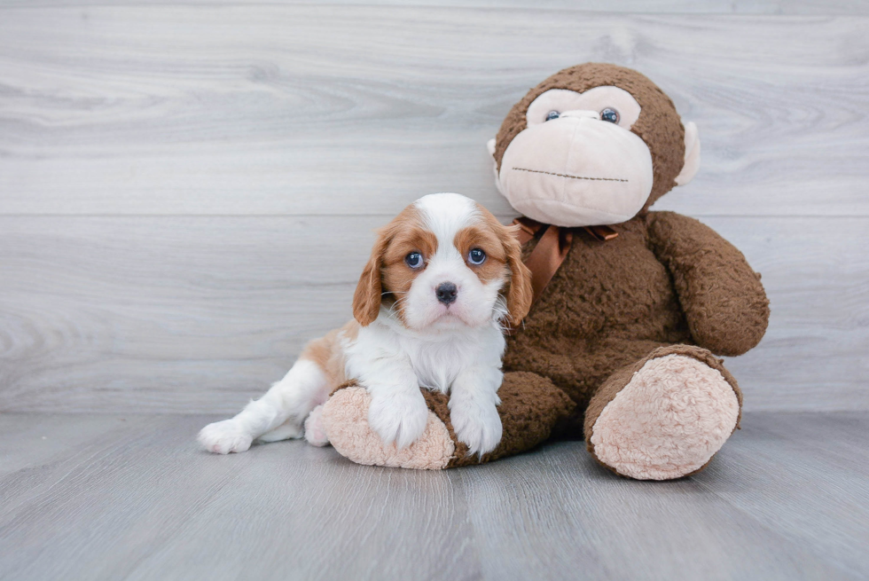 Best Cavalier King Charles Spaniel Baby