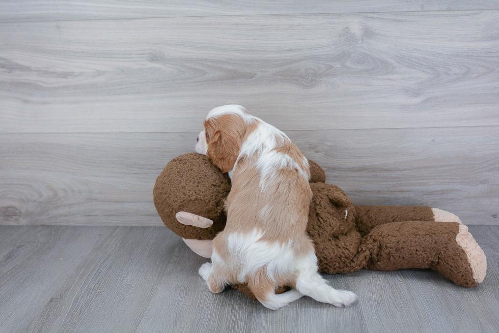 Best Cavalier King Charles Spaniel Baby