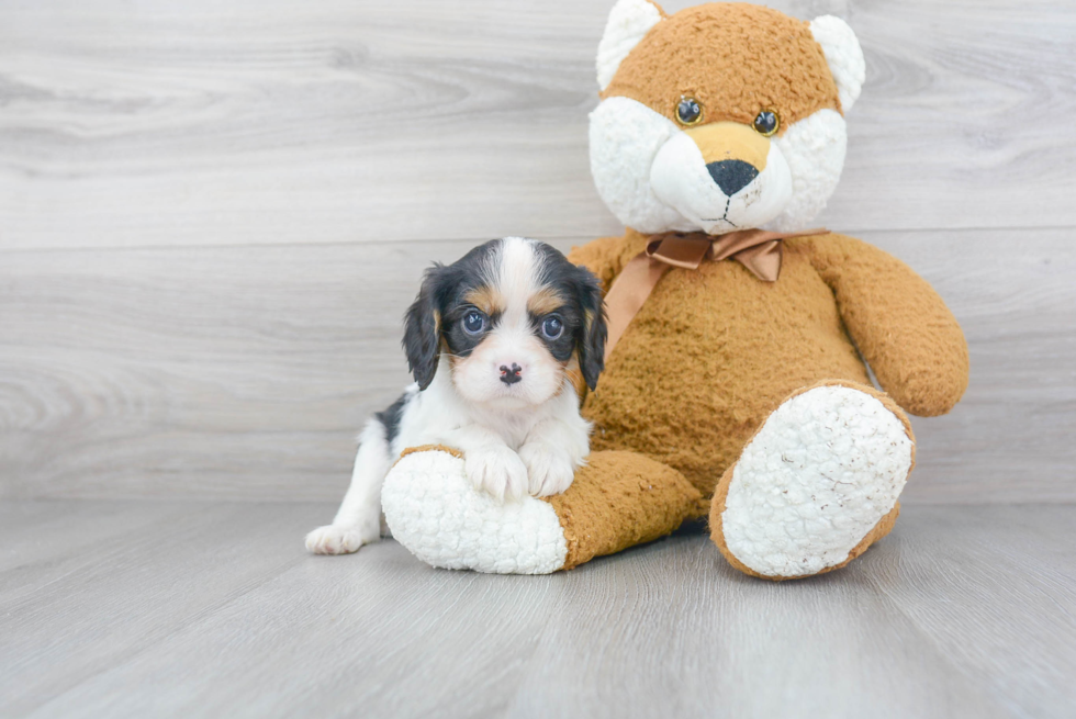 Cavalier King Charles Spaniel Pup Being Cute