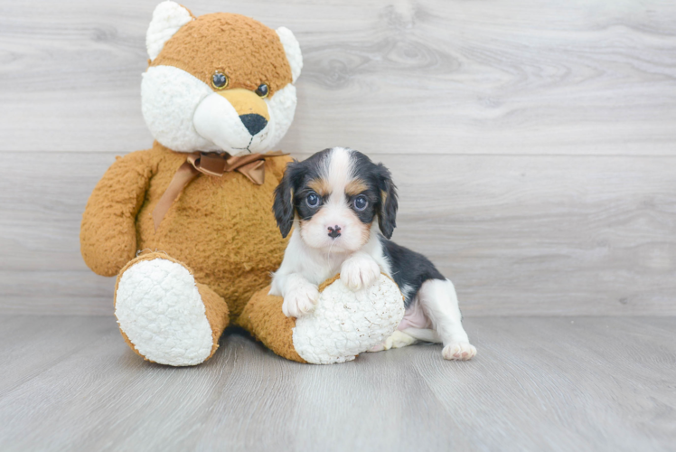 Popular Cavalier King Charles Spaniel Purebred Pup