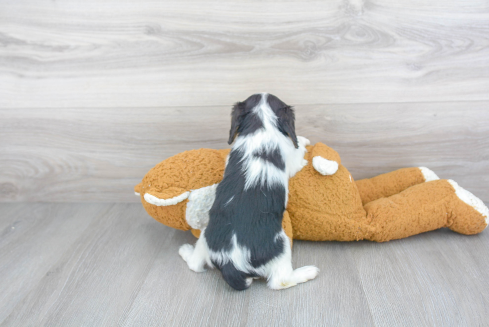 Funny Cavalier King Charles Spaniel Purebred Pup