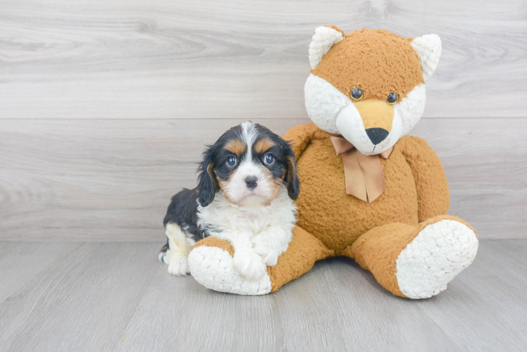 Cavalier King Charles Spaniel Pup Being Cute