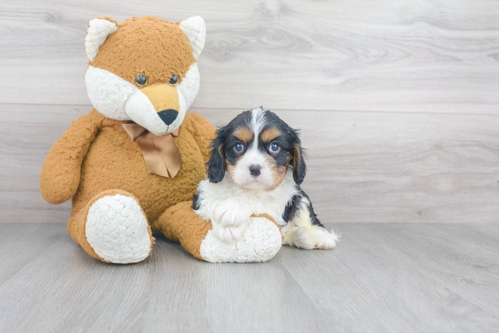 Akc Registered Cavalier King Charles Spaniel Purebred Pup