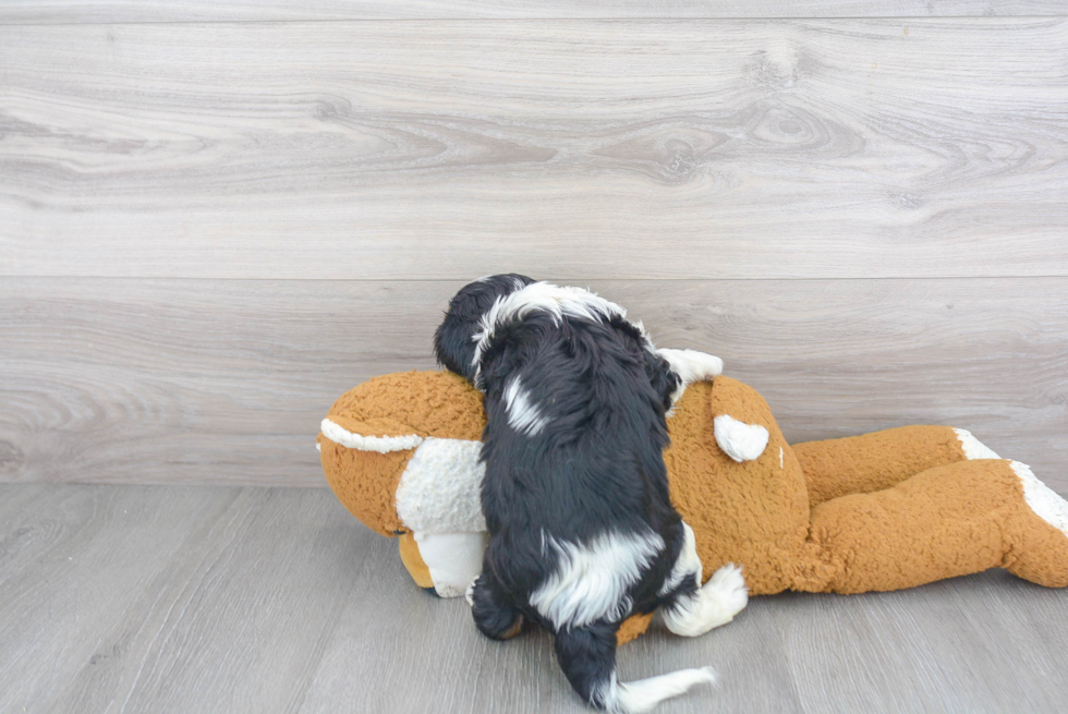 Cavalier King Charles Spaniel Pup Being Cute