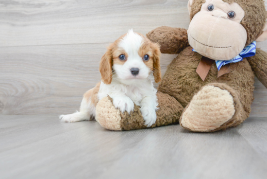 Best Cavalier King Charles Spaniel Baby