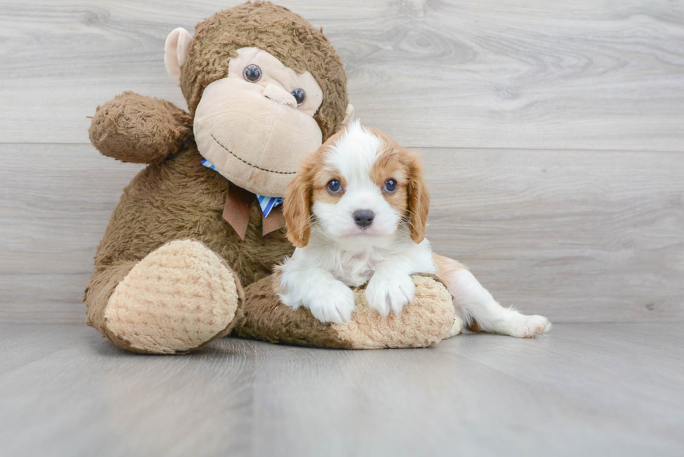 Smart Cavalier King Charles Spaniel Purebred Puppy