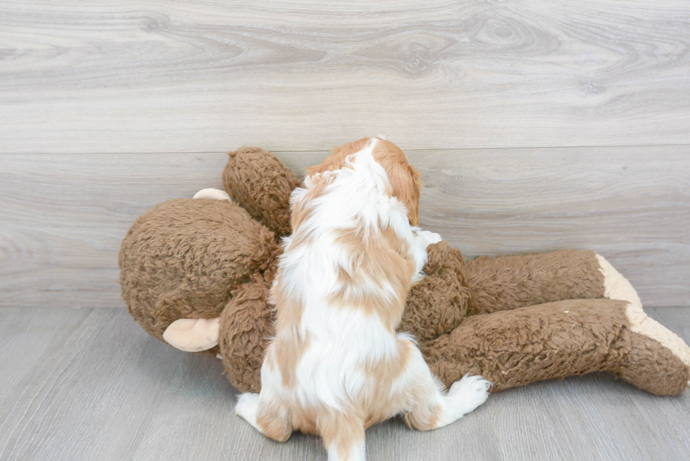 Hypoallergenic Cavalier King Charles Spaniel Baby