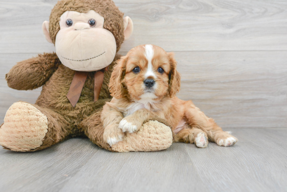 Cavalier King Charles Spaniel Pup Being Cute