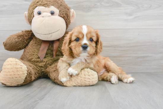 Cavalier King Charles Spaniel Pup Being Cute