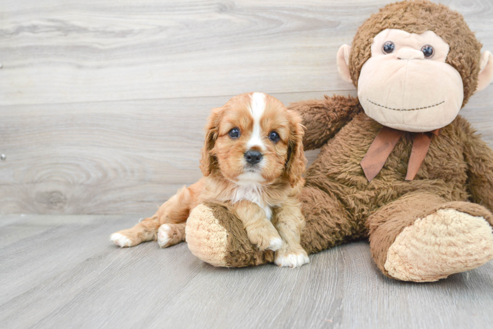 Smart Cavalier King Charles Spaniel Purebred Puppy