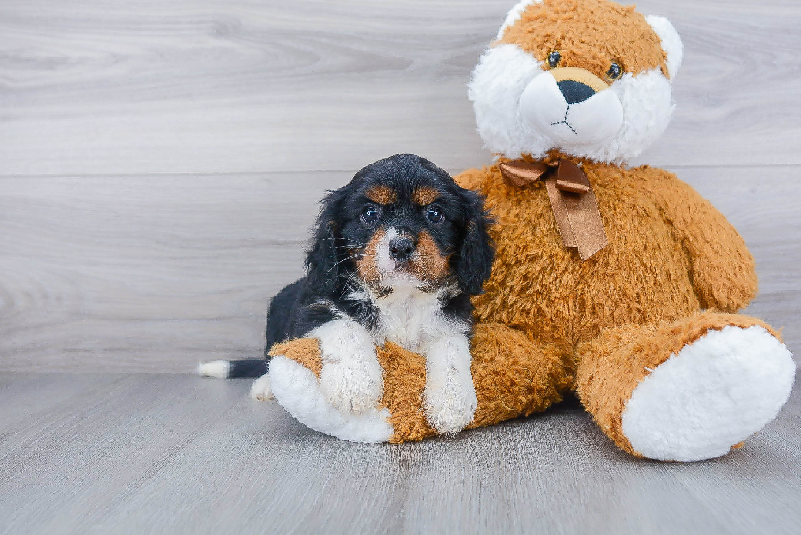 Fluffy Cavalier King Charles Spaniel Purebred Puppy