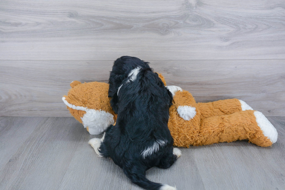 Playful Cavalier King Charles Spaniel Purebred Pup