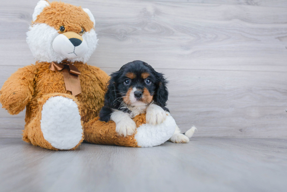 Cavalier King Charles Spaniel Puppy for Adoption