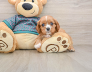 5 week old Cavalier King Charles Spaniel Puppy For Sale - Premier Pups