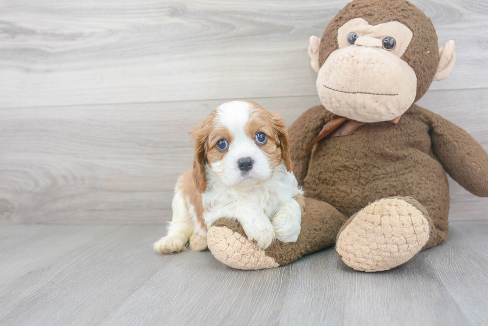 Smart Cavalier King Charles Spaniel Purebred Puppy