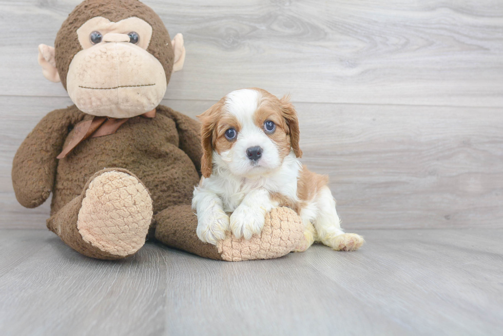 Playful Cavalier King Charles Spaniel Purebred Pup