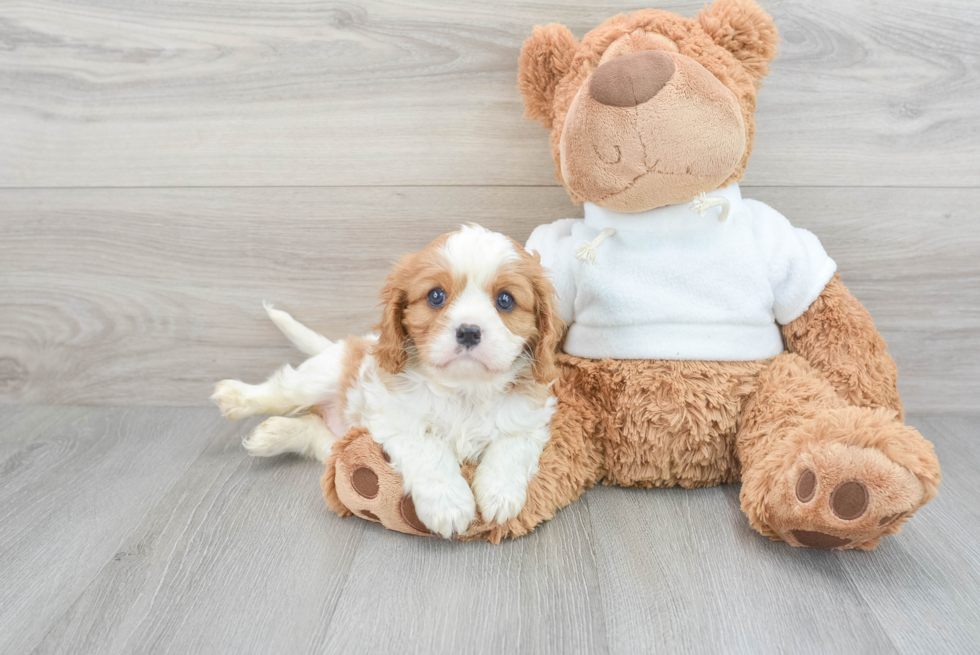 Akc Registered Cavalier King Charles Spaniel Purebred Pup