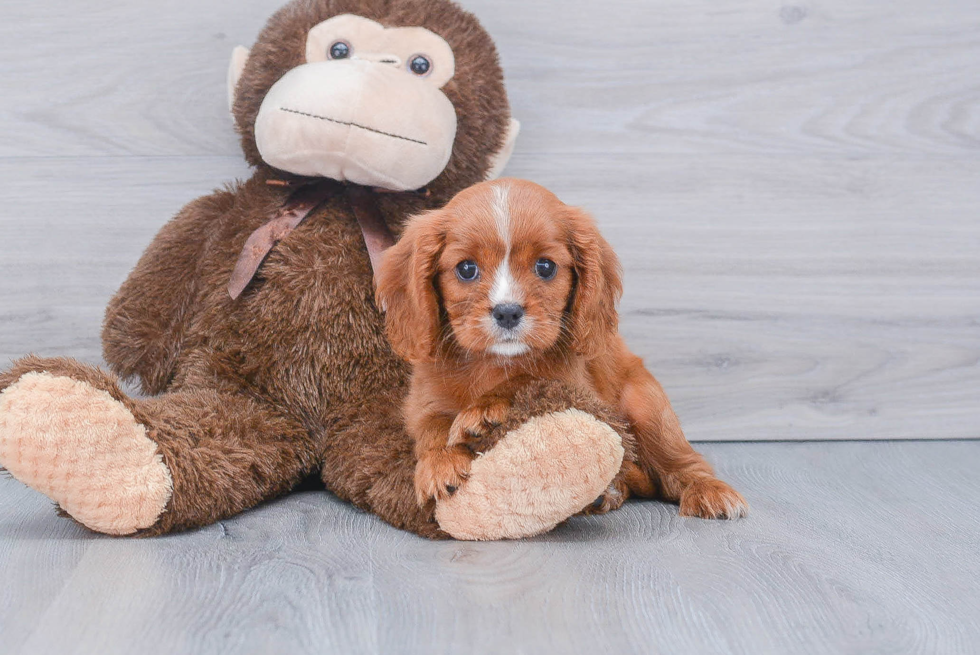 Funny Cavalier King Charles Spaniel Baby