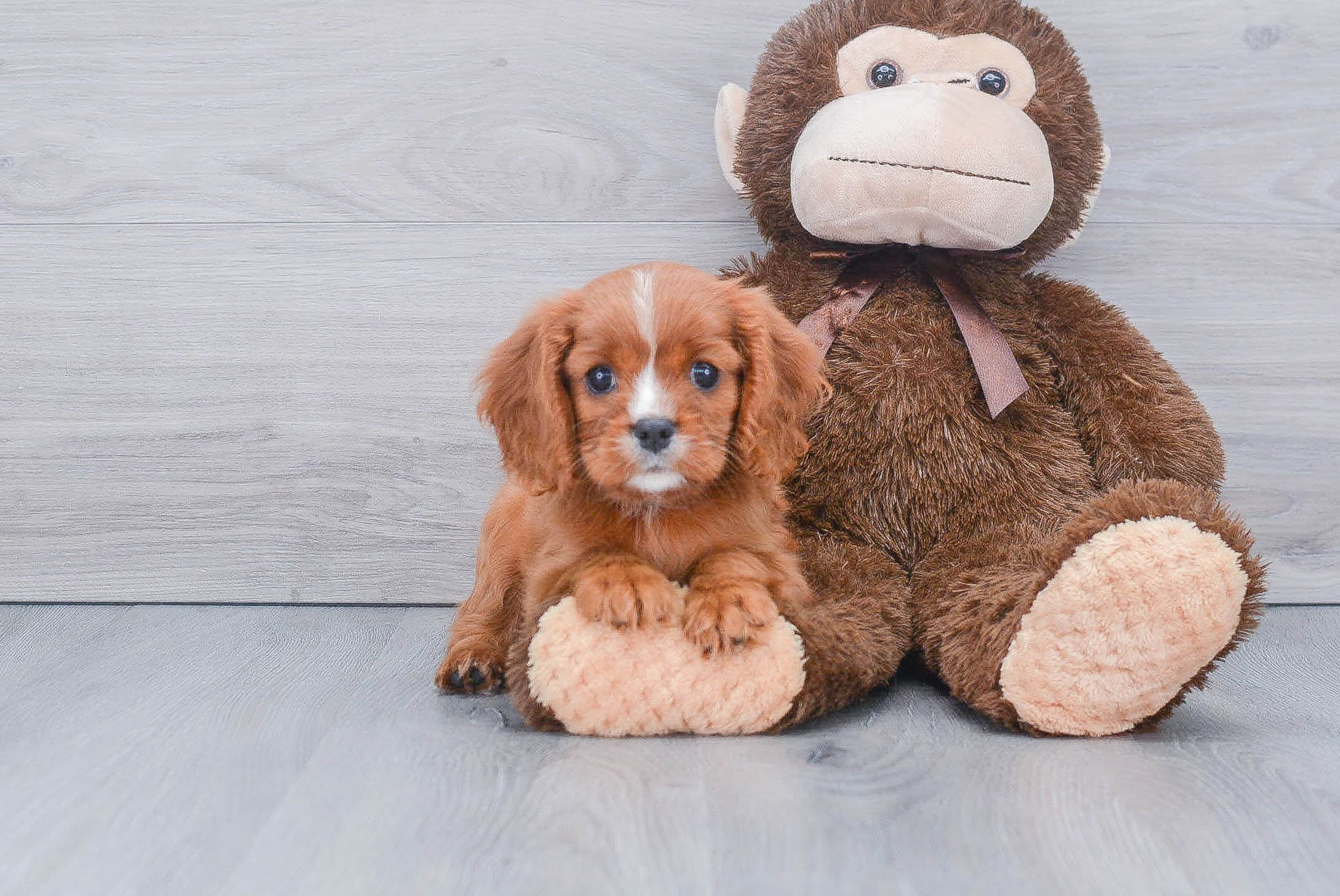 Cavalier King Charles Spaniel Pup Being Cute