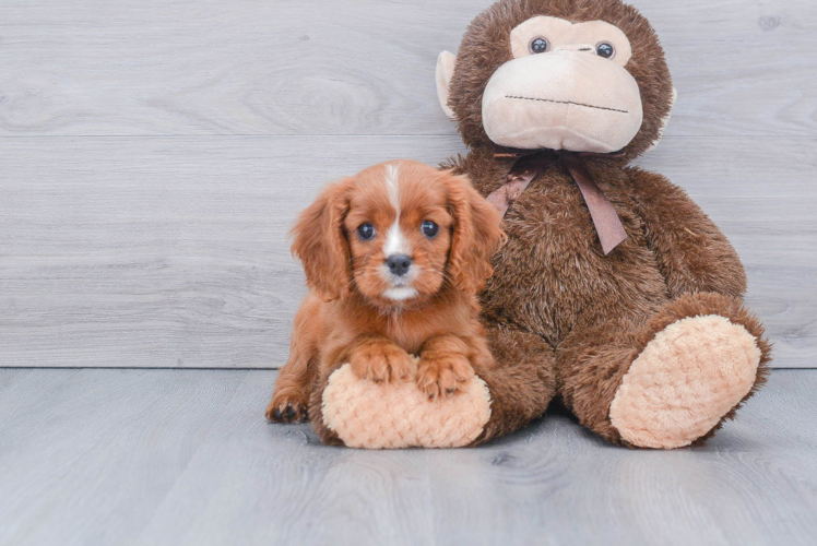 Cavalier King Charles Spaniel Pup Being Cute