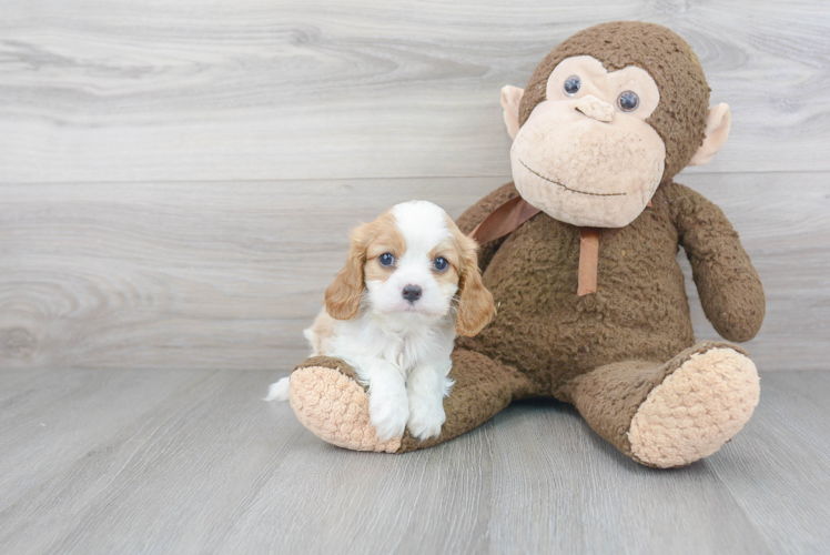 Cavalier King Charles Spaniel Pup Being Cute