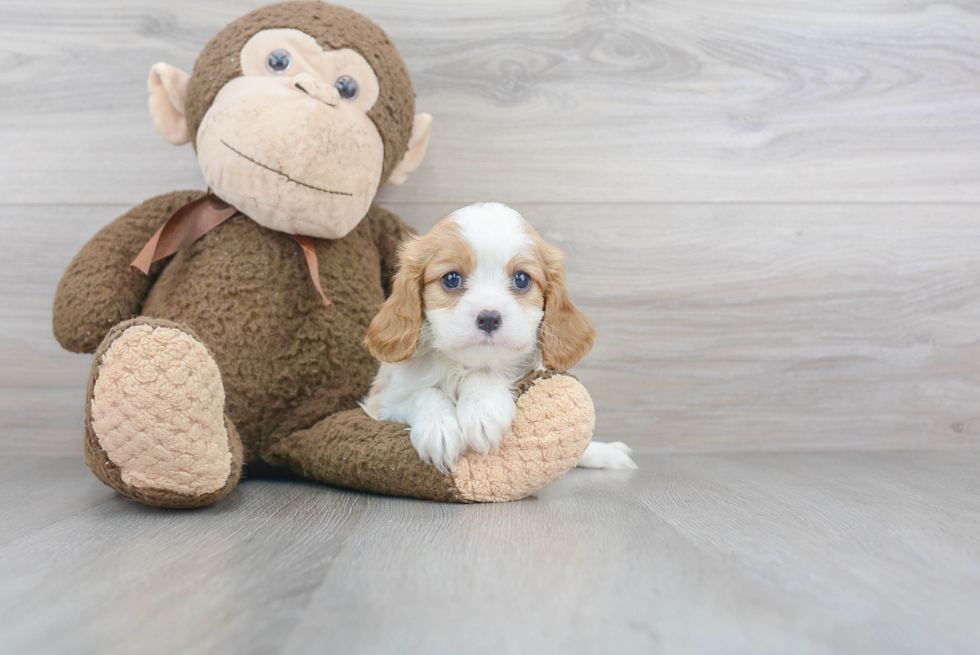 Playful Cavalier King Charles Spaniel Baby