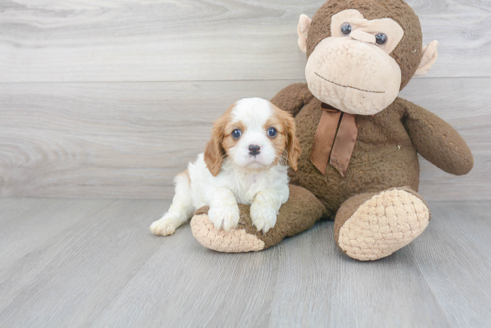 Best Cavalier King Charles Spaniel Baby