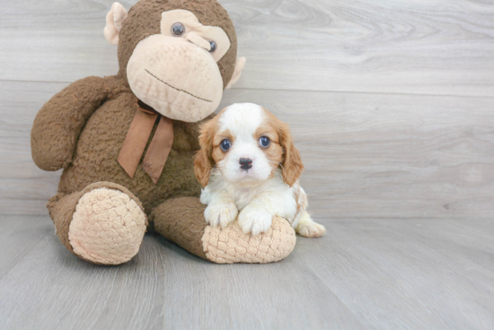 Energetic Cavalier King Charles Spaniel Purebred Puppy