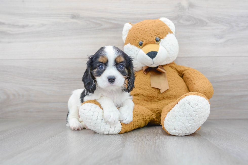 Small Cavalier King Charles Spaniel Purebred Pup