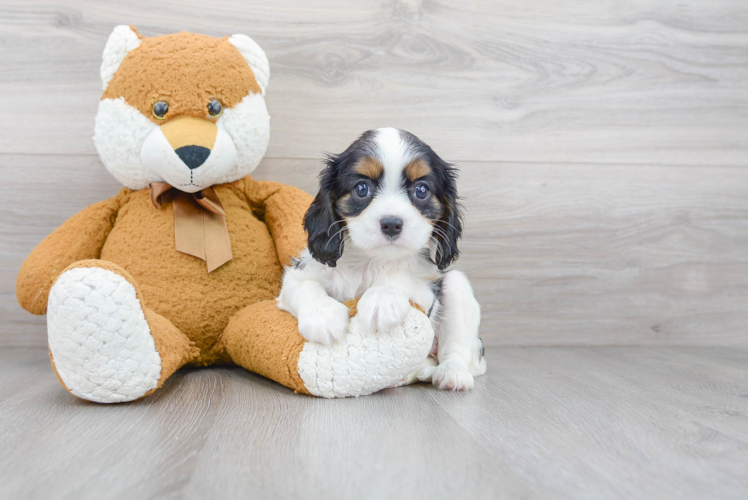 Best Cavalier King Charles Spaniel Baby