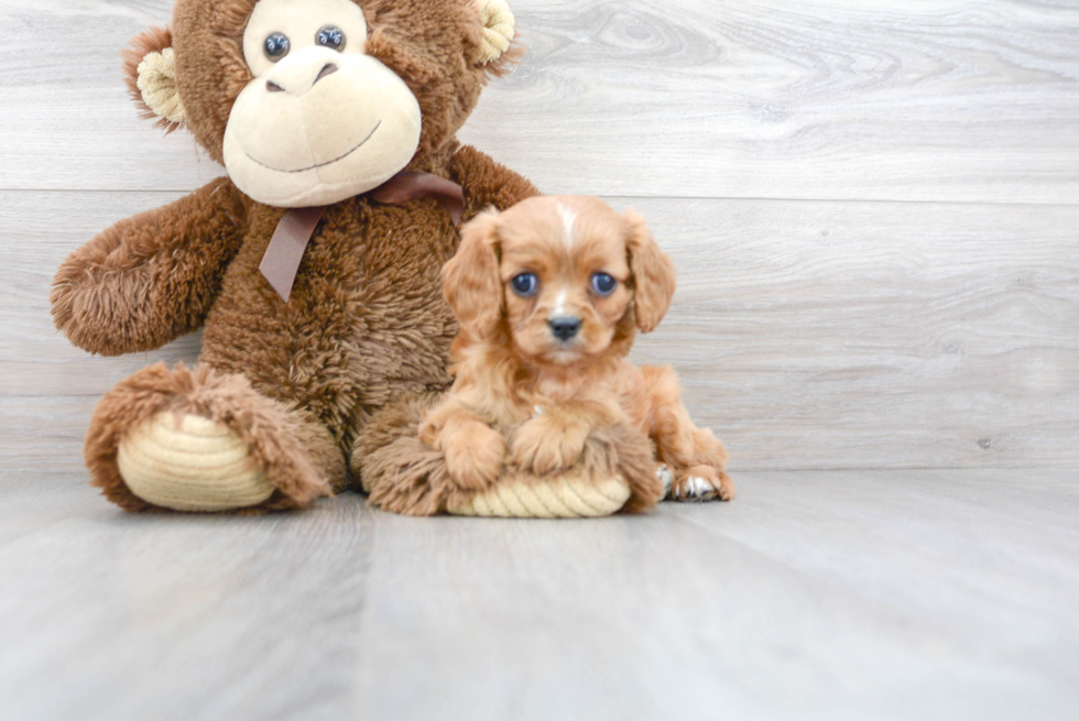 Cavalier King Charles Spaniel Puppy for Adoption
