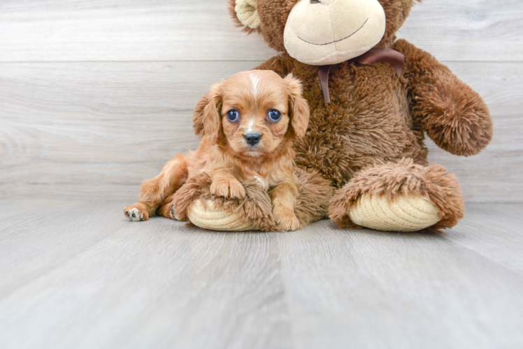 Cavalier King Charles Spaniel Puppy for Adoption