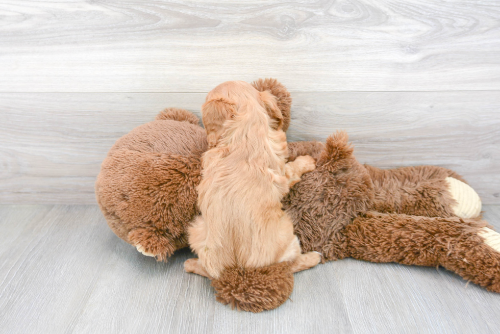 Fluffy Cavalier King Charles Spaniel Purebred Puppy