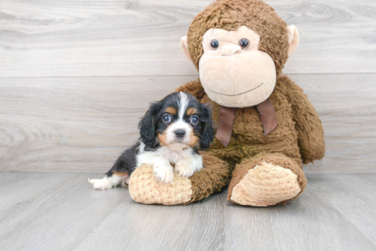 Petite Cavalier King Charles Spaniel Purebred Puppy