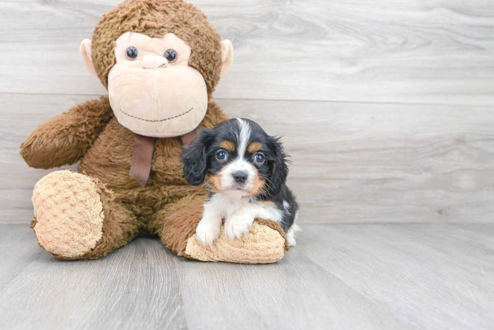 Fluffy Cavalier King Charles Spaniel Purebred Puppy