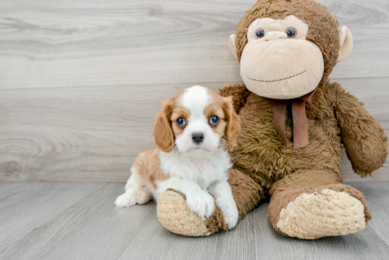 Smart Cavalier King Charles Spaniel Purebred Puppy