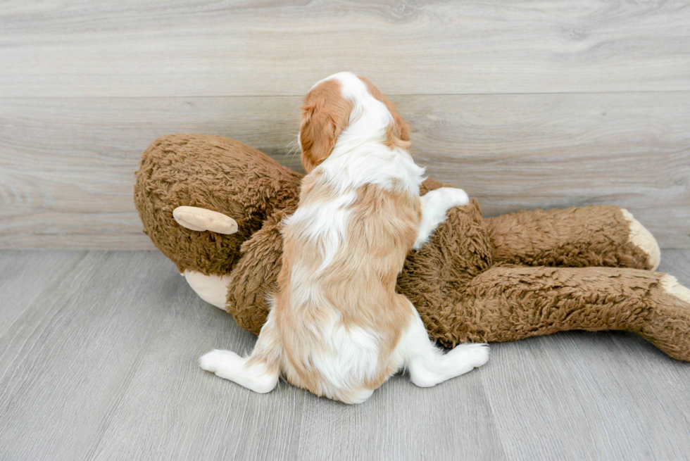 Akc Registered Cavalier King Charles Spaniel Purebred Pup