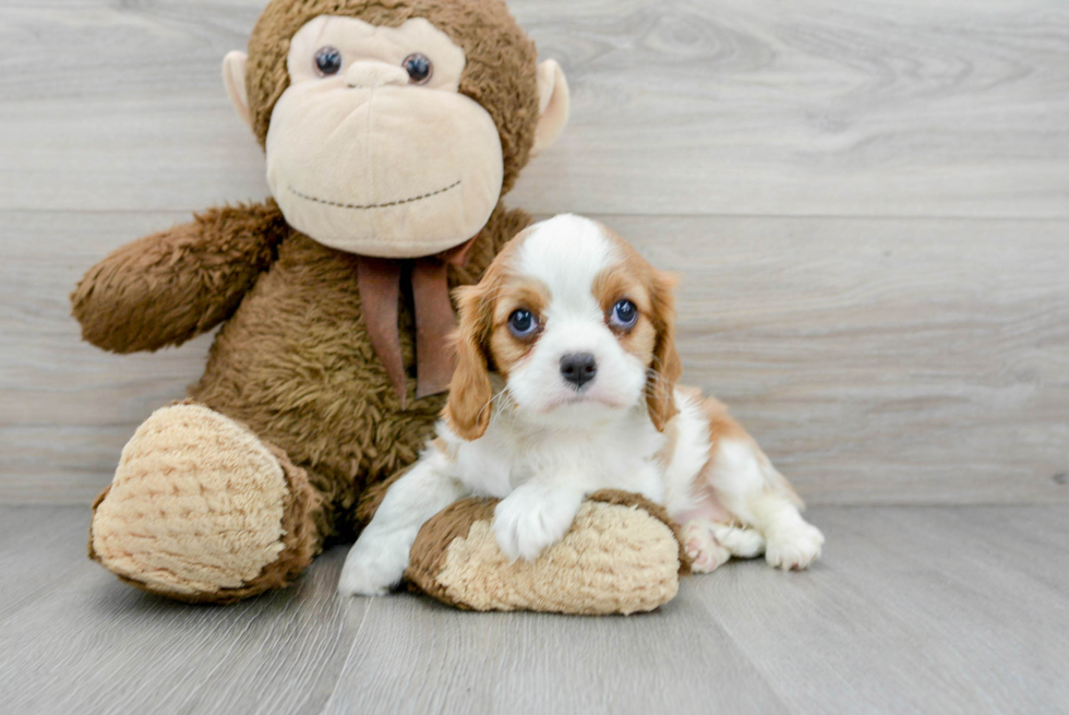 Best Cavalier King Charles Spaniel Baby