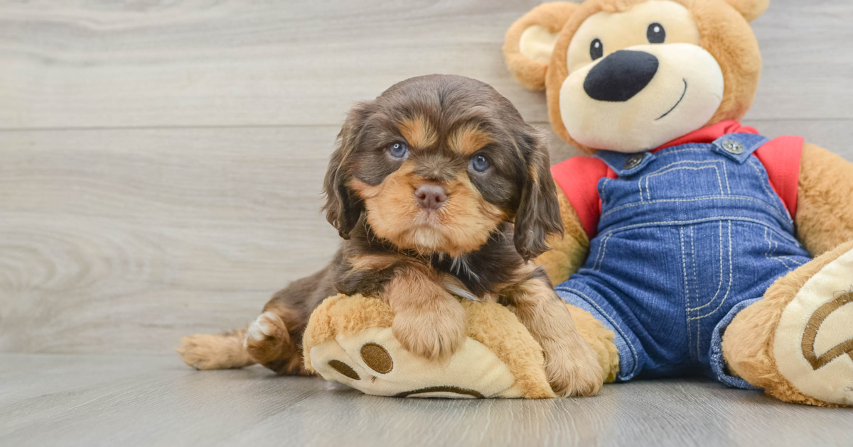 Cavalier King Charles Spaniel Thomas 3lb 12oz Purebred Puppy