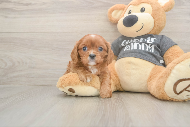 Best Cavalier King Charles Spaniel Baby
