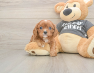 5 week old Cavalier King Charles Spaniel Puppy For Sale - Premier Pups