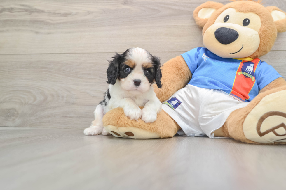 Cavalier King Charles Spaniel Pup Being Cute