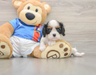 5 week old Cavalier King Charles Spaniel Puppy For Sale - Premier Pups