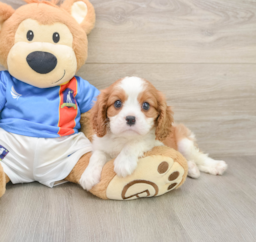 5 week old Cavalier King Charles Spaniel Puppy For Sale - Premier Pups