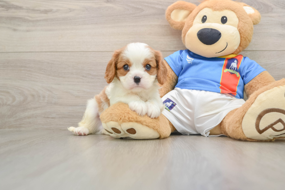 Energetic Cavalier Purebred Puppy